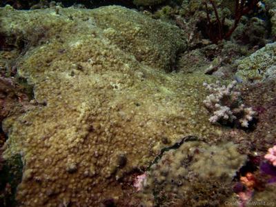 CotW: Astreopora incrustans