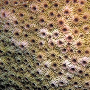 Astreopora listeri