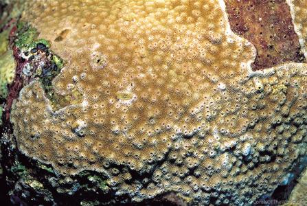 CotW preview: Astreopora listeri