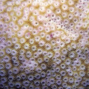 CotW: Astreopora listeri