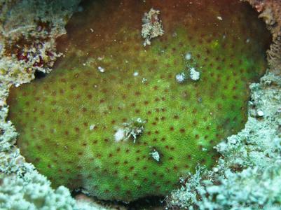 CotW: Astreopora listeri