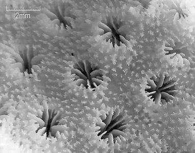 Astreopora longiseptata