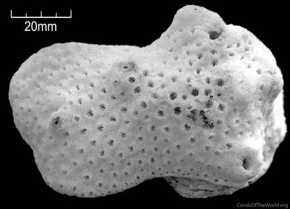 CotW preview: Astreopora longiseptata