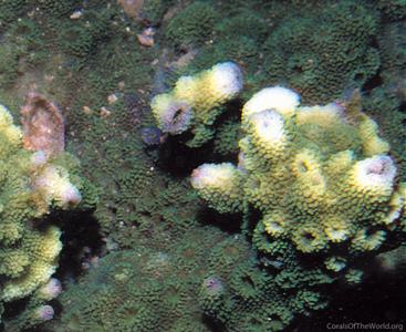 Astreopora macrostoma