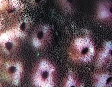 CotW preview: Astreopora macrostoma