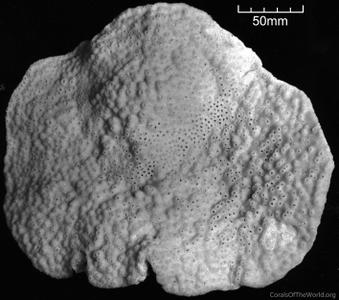CotW: Astreopora macrostoma