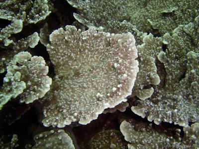 Astreopora montiporina
