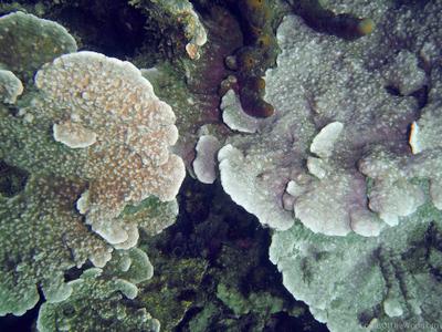 CotW: Astreopora montiporina