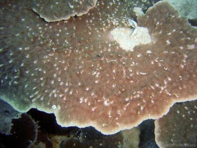 CotW: Astreopora montiporina