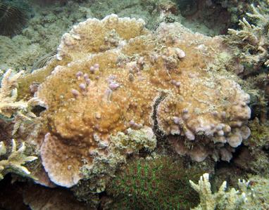 CotW: Astreopora moretonensis