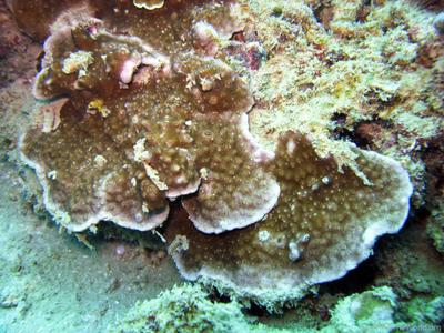 CotW: Astreopora moretonensis