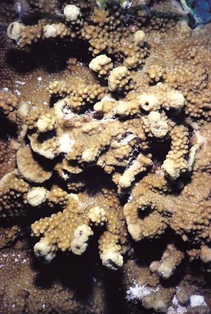 CotW: Astreopora moretonensis