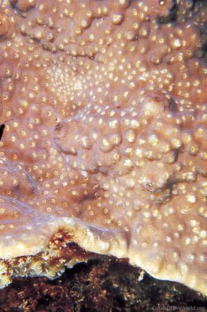 CotW: Astreopora moretonensis