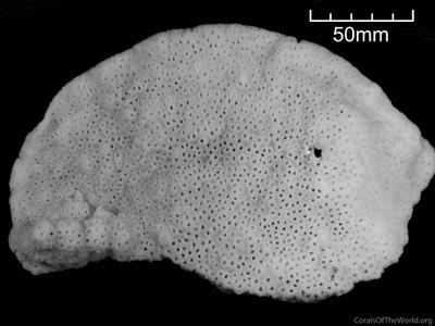 CotW: Astreopora moretonensis