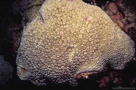 CotW: Astreopora myriophthalma