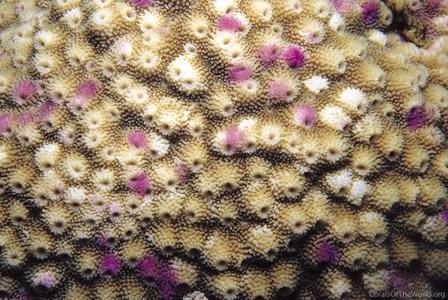 CotW: Astreopora myriophthalma