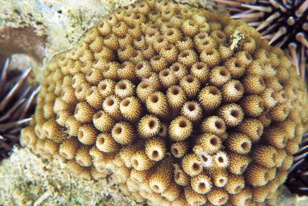 CotW: Astreopora ocellata