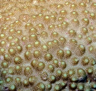 CotW preview: Astreopora randalli