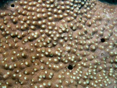 CotW: Astreopora randalli