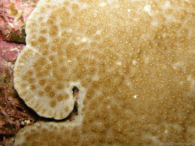 CotW: Astreopora randalli