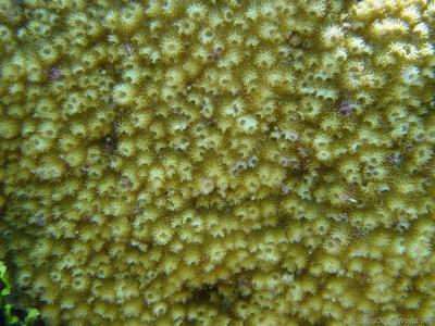 CotW: Astreopora scabra