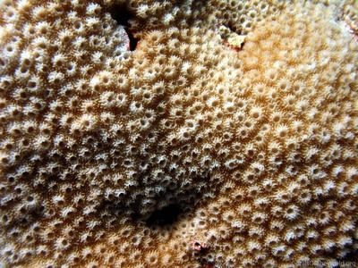 CotW: Astreopora scabra