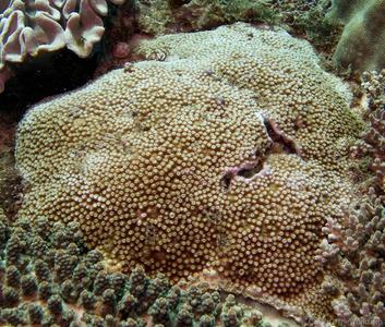 CotW preview: Astreopora suggesta