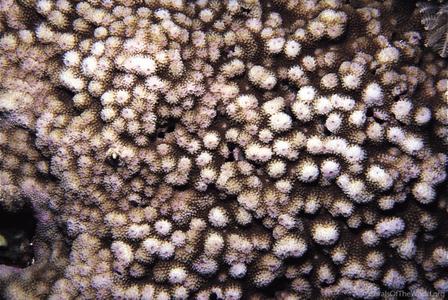CotW: Astreopora suggesta