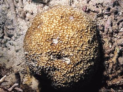 CotW: Astreopora suggesta