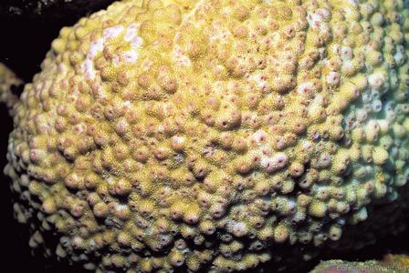CotW: Astreopora suggesta