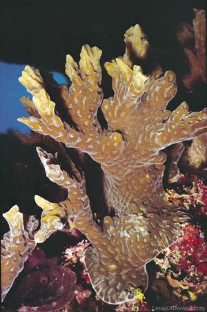 CotW: Australogyra zelli