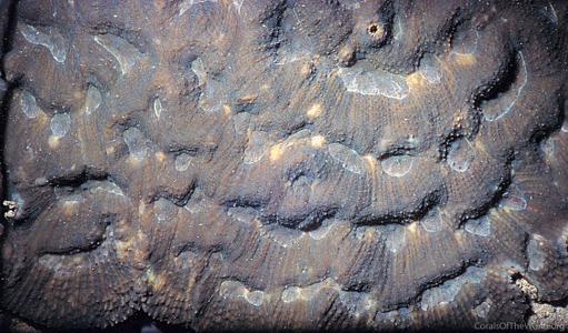 Australomussa rowleyensis