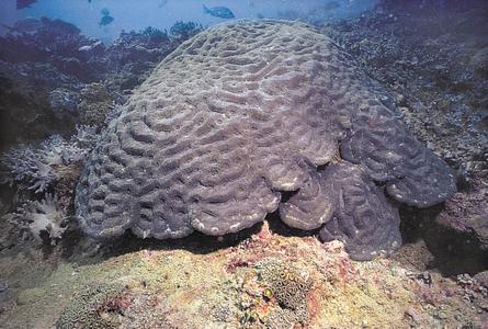 CotW: Australomussa rowleyensis
