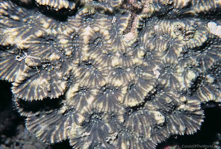 CotW: Australomussa rowleyensis