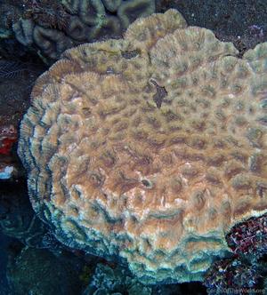 CotW: Australomussa rowleyensis