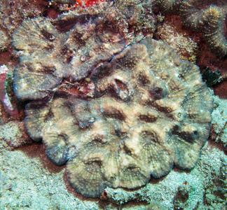CotW: Australomussa rowleyensis