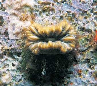 CotW preview: Balanophyllia europaea