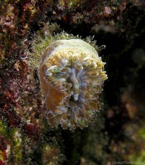 CotW: Balanophyllia europaea