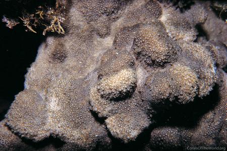 Bernardpora stutchburyi