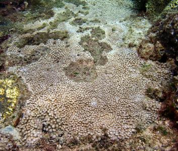 CotW: Bernardpora stutchburyi