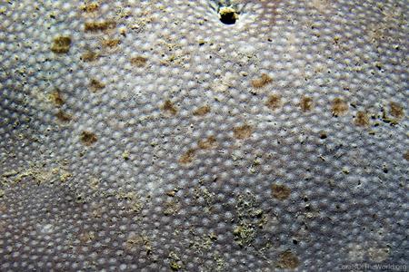 CotW: Bernardpora stutchburyi