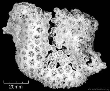 CotW: Blastomussa loyae