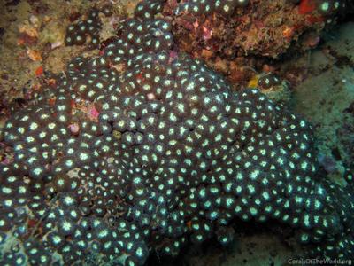 CotW: Blastomussa merleti