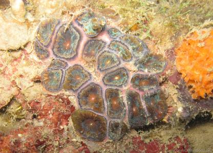 CotW preview: Blastomussa vivida