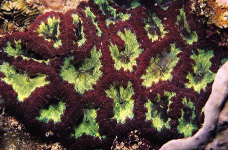 CotW: Blastomussa vivida