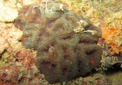CotW: Blastomussa vivida
