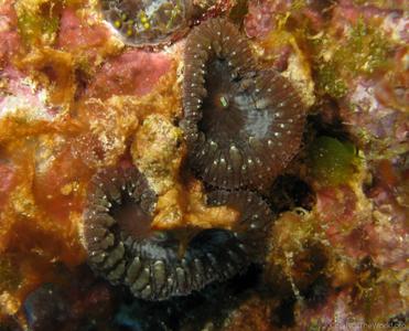 CotW: Blastomussa vivida