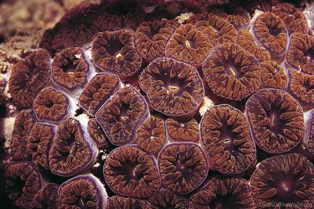 CotW: Blastomussa wellsi