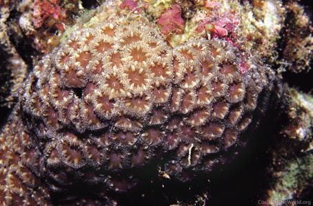 CotW: Blastomussa wellsi