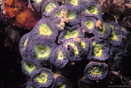 CotW: Blastomussa wellsi